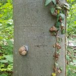 Friedleite Hundshaupten - Begräbniswald im Mai