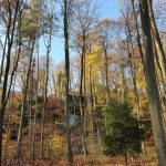 Friedleite Hundshaupten - Begräbniswald im November