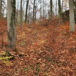 Friedleite Hundshaupten - Begräbniswald im November