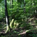 Friedleite Hundshaupten - Begräbniswald im August