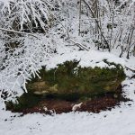 Friedleite Hundshaupten - Begräbniswald im Januar