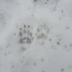 Waldfriedhof Hundshaupten - Tierspuren im Schnee