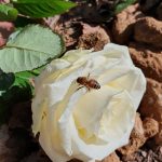 Eine weiße Rose liegt an einer Grabstelle, eine Biene sitzt auf einem Blütenblatt