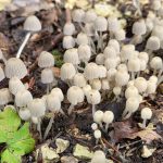 viele kleine weiße Pilze, aufgenommen im Begräbniswald Friedleite